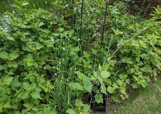 庭で育てたシソで作ったシソジェノベーゼパスタは格別